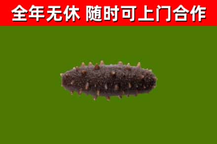 厦门烟酒回收干海参.jpg